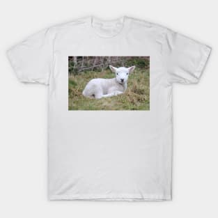 Lamb at rest T-Shirt